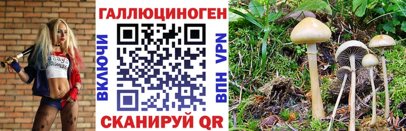 mega вход  как найти   Хабаровск  Псилоцибиновые грибы Magic Shrooms 
